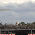13_15-mast.jpg