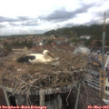 13_15-nest.jpg