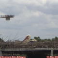 13_20-mast.jpg