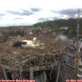 13_20-nest.jpg