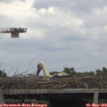 13_25-mast.jpg