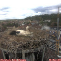 13_25-nest.jpg