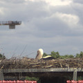 13_30-mast.jpg