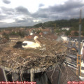 13_30-nest.jpg
