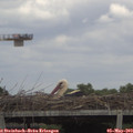 13_35-mast.jpg