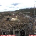 13_35-nest.jpg