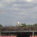 13_40-mast.jpg