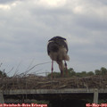 13_45-mast.jpg