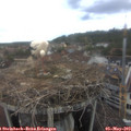 13_45-nest.jpg