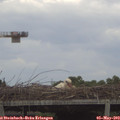 13_50-mast.jpg