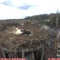 13_50-nest.jpg