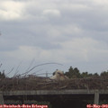 13_55-mast.jpg