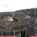 13_55-nest.jpg