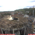 14_00-nest.jpg