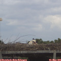 14_05-mast.jpg