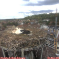 14_05-nest.jpg