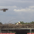 14_10-mast.jpg