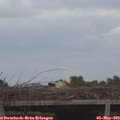 14_15-mast.jpg