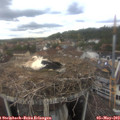 14_15-nest.jpg