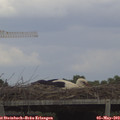 14_30-mast.jpg