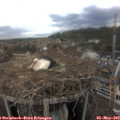 14_30-nest.jpg