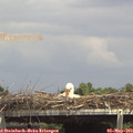 14_40-mast.jpg