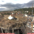 14_40-nest.jpg