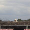 14_45-mast.jpg