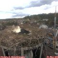 14_50-nest.jpg