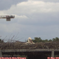 14_55-mast.jpg