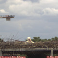 15_00-mast.jpg