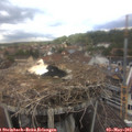 15_00-nest.jpg