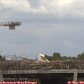 15_05-mast.jpg