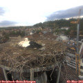 15_05-nest.jpg