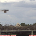 15_10-mast.jpg
