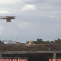 15_15-mast.jpg