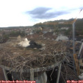 15_15-nest.jpg