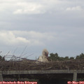 15_20-mast.jpg