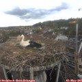 15_20-nest.jpg