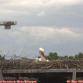 15_25-mast.jpg
