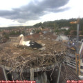 15_25-nest.jpg
