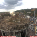 15_30-nest.jpg