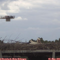 15_35-mast.jpg