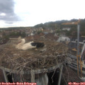 15_35-nest.jpg