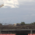15_40-mast.jpg