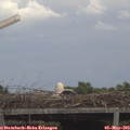 15_45-mast.jpg