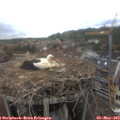 15_45-nest.jpg