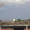 15_50-mast.jpg