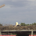 15_55-mast.jpg