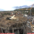 15_55-nest.jpg